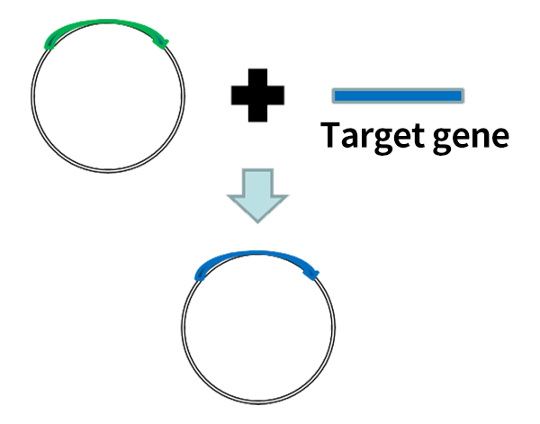 Plasmid