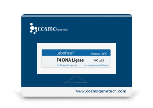T4 DNA ligase